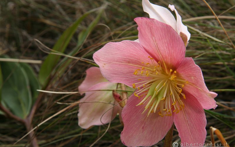 Flora e Fauna 2012